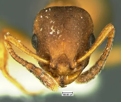 Temnothorax duloticus - CASENT0105626