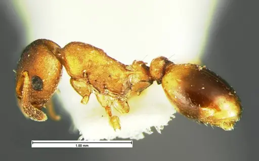 Temnothorax duloticus - CASENT0105626
