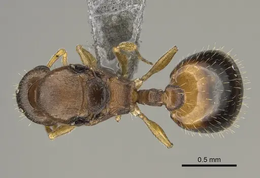 Temnothorax duloticus - CASENT0923374