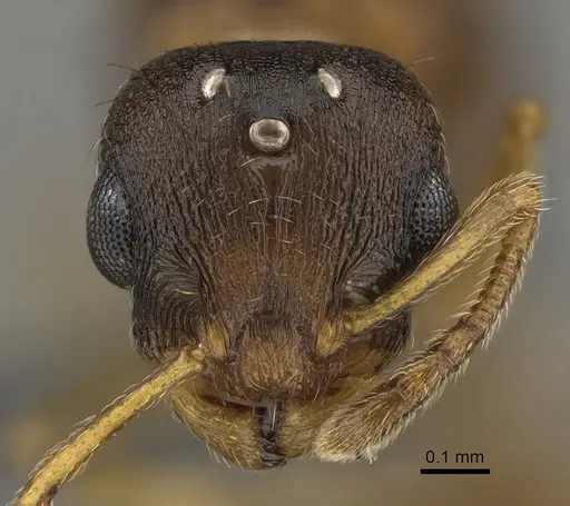 Temnothorax duloticus - CASENT0923374