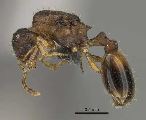 Temnothorax duloticus - CASENT0923374