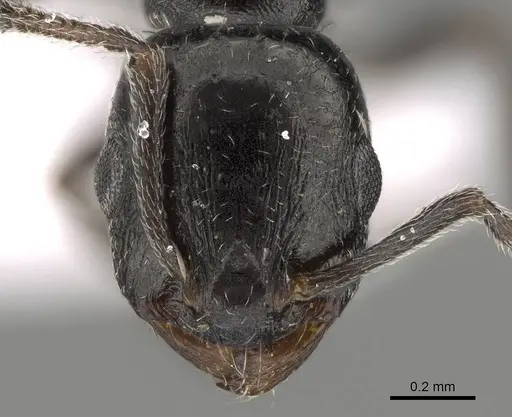 Temnothorax elmenshawyi specimen
