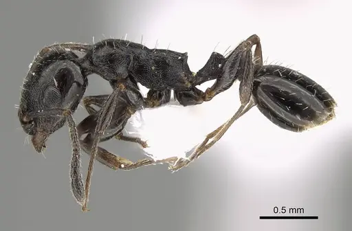 Temnothorax elmenshawyi specimen