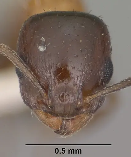 Temnothorax emmae specimen