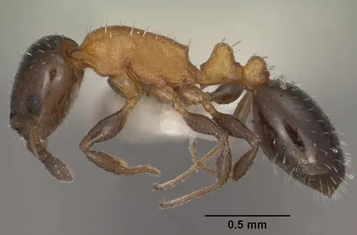Temnothorax emmae specimen