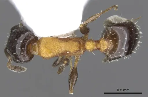 Temnothorax emmae - CASENT0901792