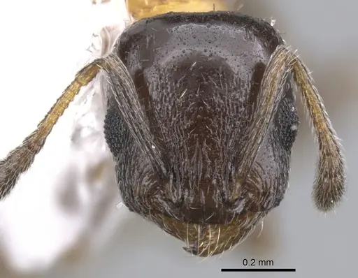 Temnothorax emmae - CASENT0901792