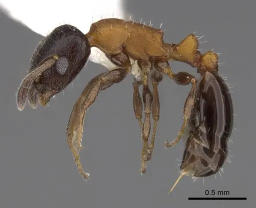 Temnothorax emmae - CASENT0922578