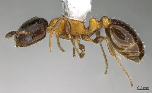 Temnothorax emmae - CASENT0923600