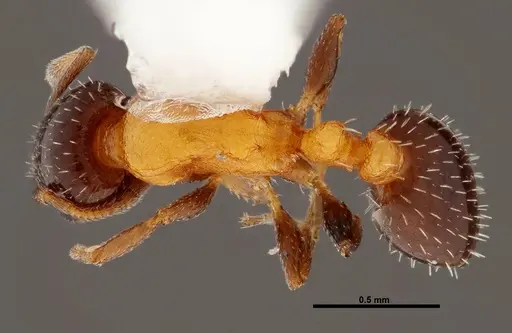 Temnothorax emmae - FMNHINS0000047961
