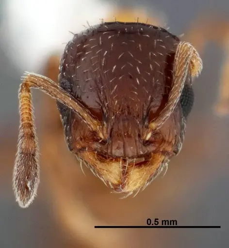 Temnothorax emmae - FMNHINS0000047961