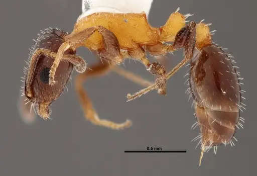 Temnothorax emmae - FMNHINS0000047961