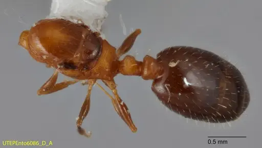 Temnothorax emmae - UTEPENTO6086-01