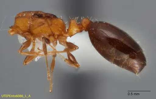 Temnothorax emmae - UTEPENTO6086-01