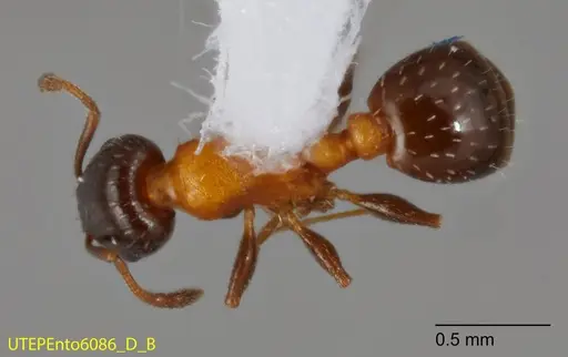 Temnothorax emmae - UTEPENTO6086-02