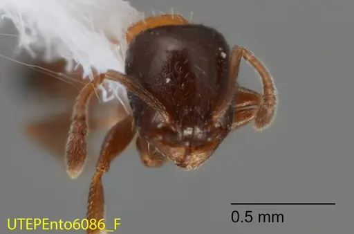 Temnothorax emmae - UTEPENTO6086-02