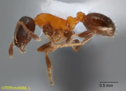 Temnothorax emmae - UTEPENTO6086-02
