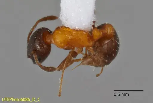 Temnothorax emmae - UTEPENTO6086-03