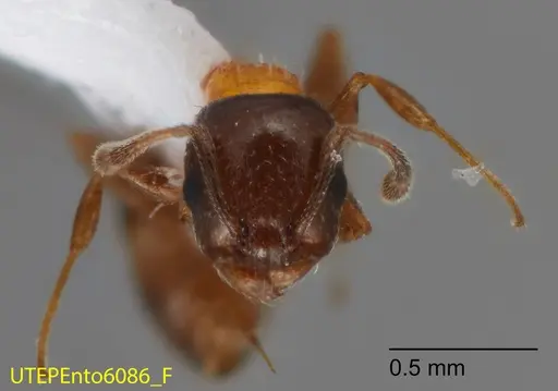 Temnothorax emmae - UTEPENTO6086-03