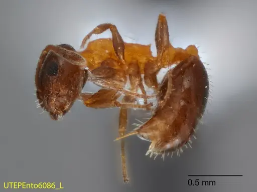 Temnothorax emmae - UTEPENTO6086-03