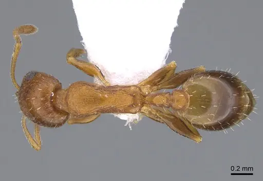 Temnothorax evagorae specimen