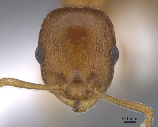 Temnothorax evagorae specimen