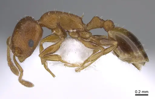 Temnothorax evagorae specimen