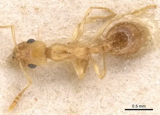 Temnothorax finzii specimen