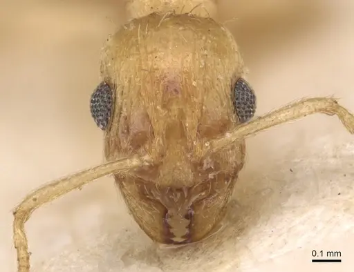 Temnothorax finzii specimen