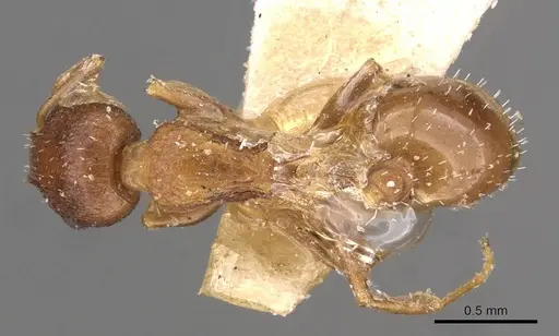 Temnothorax flavispinus specimen