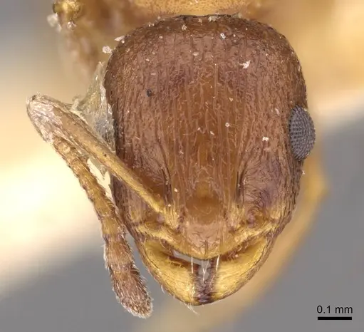Temnothorax flavispinus specimen