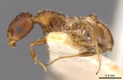 Temnothorax flavispinus specimen