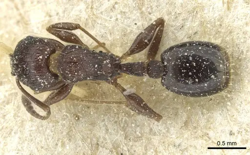 Temnothorax flavispinus - CASENT0912929