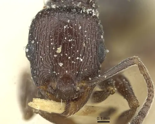 Temnothorax flavispinus - CASENT0912929