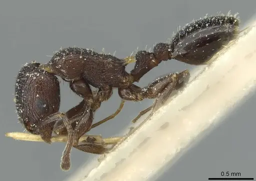 Temnothorax flavispinus - CASENT0912929