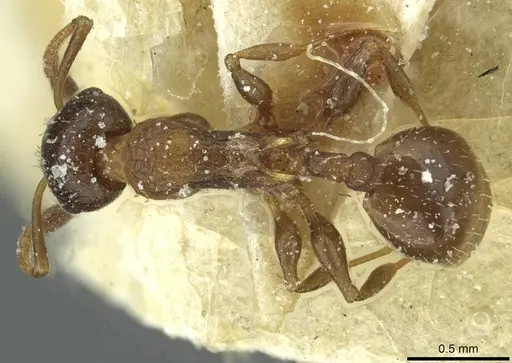 Temnothorax flavispinus - CASENT0912930