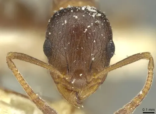 Temnothorax flavispinus - CASENT0912930