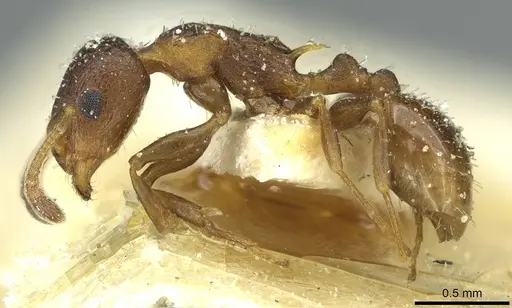 Temnothorax flavispinus - CASENT0912930