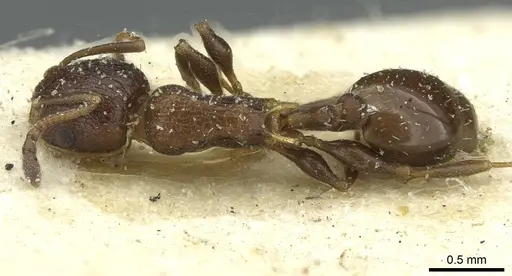 Temnothorax flavispinus - CASENT0912932