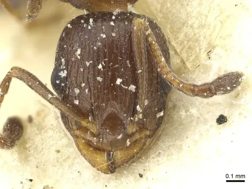 Temnothorax flavispinus - CASENT0912932