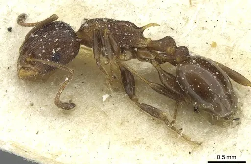 Temnothorax flavispinus - CASENT0912932