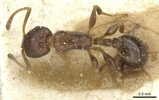 Temnothorax flavispinus - CASENT0912934