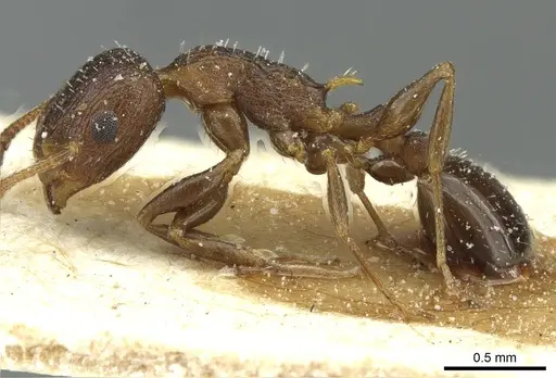 Temnothorax flavispinus - CASENT0912934