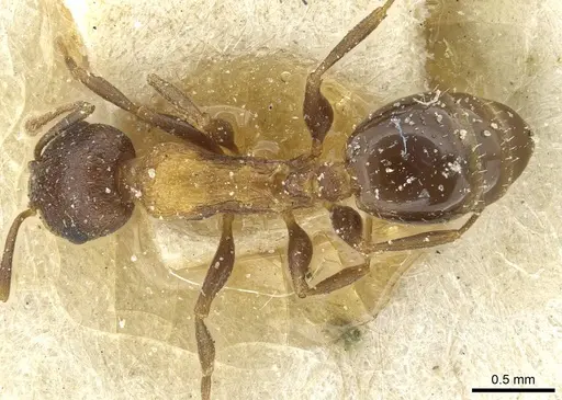 Temnothorax flavispinus - CASENT0912935