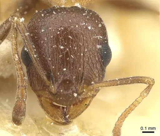 Temnothorax flavispinus - CASENT0912935