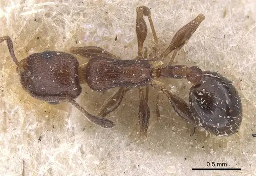 Temnothorax flavispinus - CASENT0915397