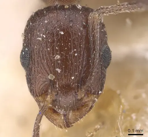 Temnothorax flavispinus - CASENT0915397