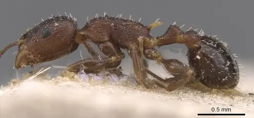 Temnothorax flavispinus - CASENT0915397