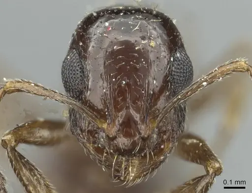 Temnothorax foreli specimen