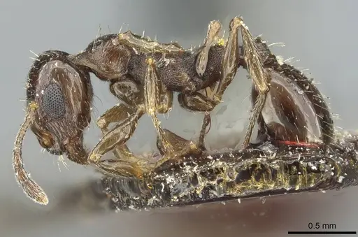 Temnothorax foreli specimen